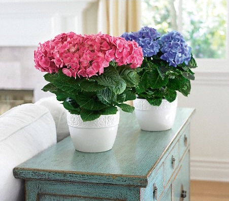 Spring Blooming Plants